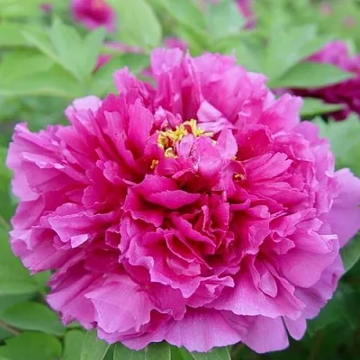 Пион ЛИЛОВАЯ ФАНТАЗИЯ древовидный  Пион ЛИЛОВАЯ ФАНТАЗИЯ древовидный в Самохваловичи