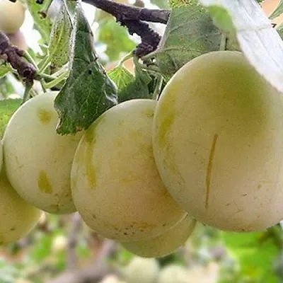 Слива УТРО  Слива УТРО в Самохваловичи