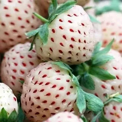 Клубника АНАНАСА ремонтантная  Клубника АНАНАСА ремонтантная в Самохваловичи