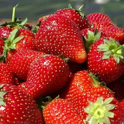 Клубника ПИРЧИНКЬЮ  Клубника ПИРЧИНКЬЮ в Самохваловичи