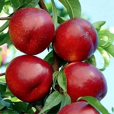 Нектарин БИГ-ТОП  Нектарин БИГ-ТОП в Самохваловичи