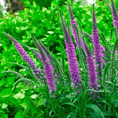 саженцы вероники саженцы вероники