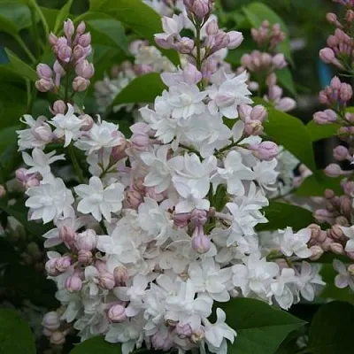 Сирень КРАСАВИЦА МОСКВЫ  Сирень КРАСАВИЦА МОСКВЫ в Самохваловичи