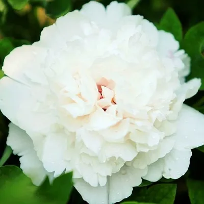 Пион СНЕЖНАЯ КРЕПОСТЬ древовидный  Пион СНЕЖНАЯ КРЕПОСТЬ древовидный в Самохваловичи