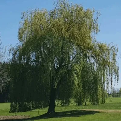 Ива белая — описание сорта Ива белая в Самохваловичи