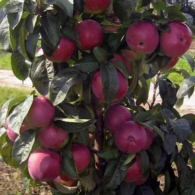 Яблоня ЧЕРВОНЕЦ колонновидная  Яблоня ЧЕРВОНЕЦ колонновидная в Самохваловичи