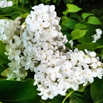 Сирень МАЛЕНЬКИЙ ПРИНЦ  Сирень МАЛЕНЬКИЙ ПРИНЦ в Самохваловичи