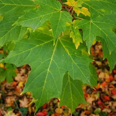 Клен сахарный  Клен сахарный в Самохваловичи