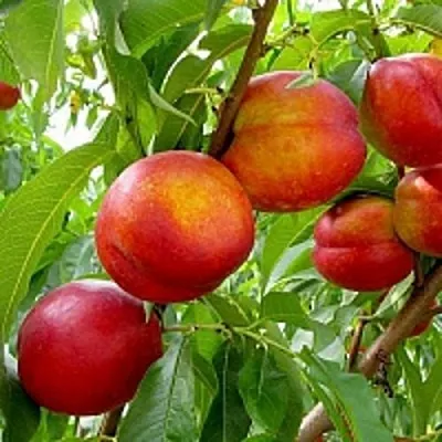 Нектарин ХАРБЛЕЙЗ  Нектарин ХАРБЛЕЙЗ в Самохваловичи