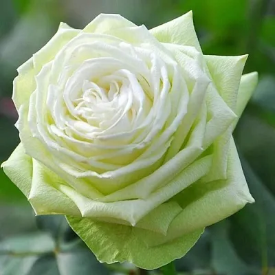 Роза ВАКАНА японская  Роза ВАКАНА японская в Самохваловичи