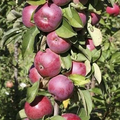 Яблоня ЕСЕНИЯ колонновидная  Яблоня ЕСЕНИЯ колонновидная в Самохваловичи