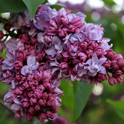 Сирень П.П.КОНЧАЛОВСКИЙ  Сирень П.П.КОНЧАЛОВСКИЙ в Самохваловичи