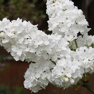 Сирень ФЛОРА  Сирень ФЛОРА в Самохваловичи