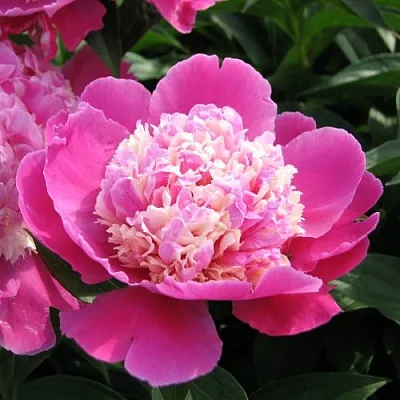 Пион КОРА СТАББС травянистый  Пион КОРА СТАББС травянистый в Самохваловичи