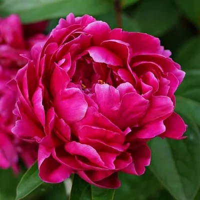 Пион ЛУИ ВАН-ГУТТ травянистый  Пион ЛУИ ВАН-ГУТТ травянистый в Самохваловичи