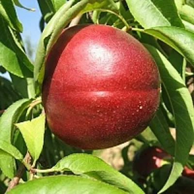 Нектарин ФАНТАЗИЯ  Нектарин ФАНТАЗИЯ в Самохваловичи