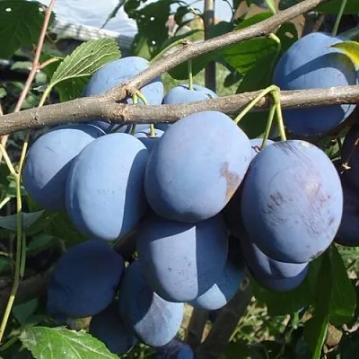 Слива ЧАЧАКСКАЯ РАННЯЯ  Слива ЧАЧАКСКАЯ РАННЯЯ в Самохваловичи