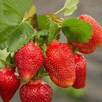 Клубника АЗИЯ  Клубника АЗИЯ в Самохваловичи