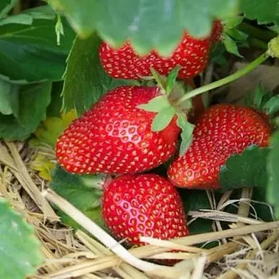 Клубника МОНТЕРЕЙ ремонтантная  Клубника МОНТЕРЕЙ ремонтантная в Самохваловичи