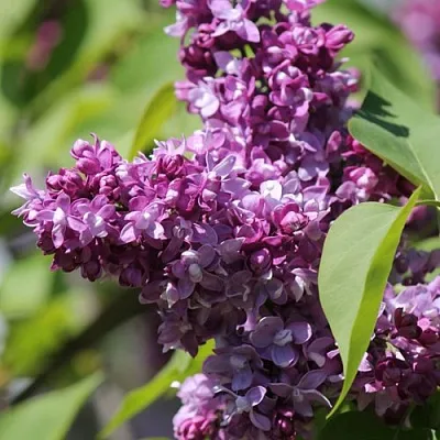 Сирень ИЗОБИЛИЕ  Сирень ИЗОБИЛИЕ в Самохваловичи