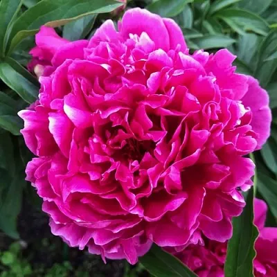 Пион КАРЛ РОЗЕНФЕЛЬД травянистый  Пион КАРЛ РОЗЕНФЕЛЬД травянистый в Самохваловичи