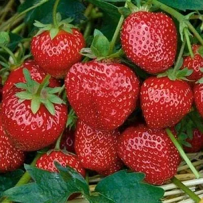 Клубника СЕЛЬВА ремонтантная  Клубника СЕЛЬВА ремонтантная в Самохваловичи