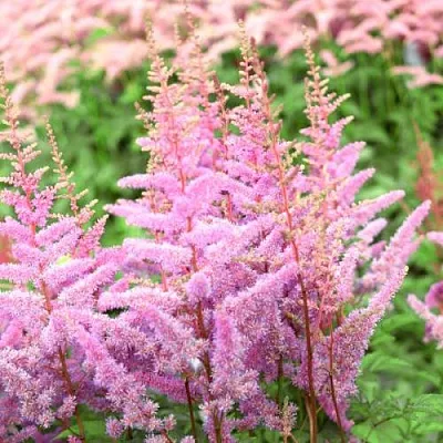 Астильба АМЕРИКА Арендса  Астильба АМЕРИКА Арендса в Самохваловичи