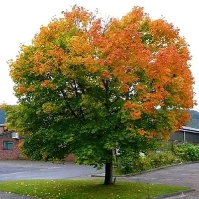 Клен остролистный  Клен остролистный в Самохваловичи