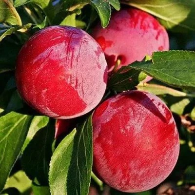 Слива БЕРБАНК ГИГАНТ — описание сорта Слива БЕРБАНК ГИГАНТ в Самохваловичи