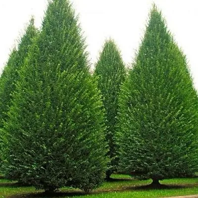 Граб   Граб  в Самохваловичи