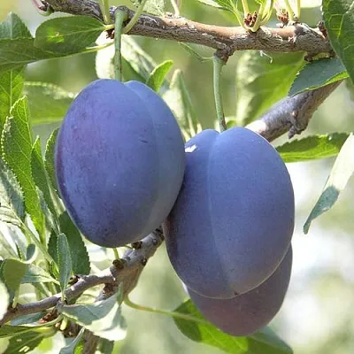 Слива СТЭНЛИ  Слива СТЭНЛИ в Самохваловичи