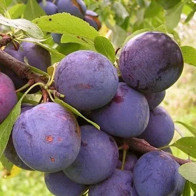 Слива МОНТЕРЕЙ Слива МОНТЕРЕЙ