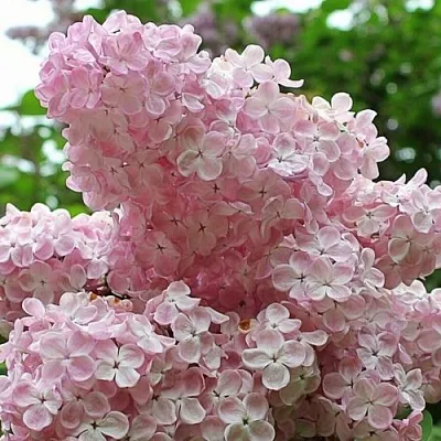 Сирень ВЕЧЕРНИЙ ЗВОН  Сирень ВЕЧЕРНИЙ ЗВОН в Самохваловичи