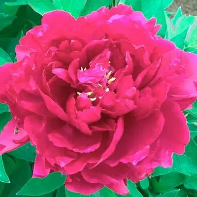 Пион ОСТРОВНОЙ МИНИСТР древовидный  Пион ОСТРОВНОЙ МИНИСТР древовидный в Самохваловичи