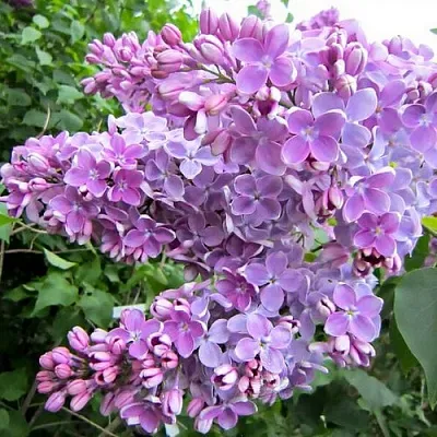 Сирень ОЛЯ  Сирень ОЛЯ в Самохваловичи