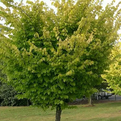 Вяз обыкновенный  Вяз обыкновенный в Самохваловичи