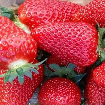 Клубника АМИ  Клубника АМИ в Самохваловичи