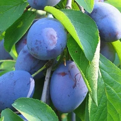 Слива ПЕРДРИГОН  Слива ПЕРДРИГОН в Самохваловичи