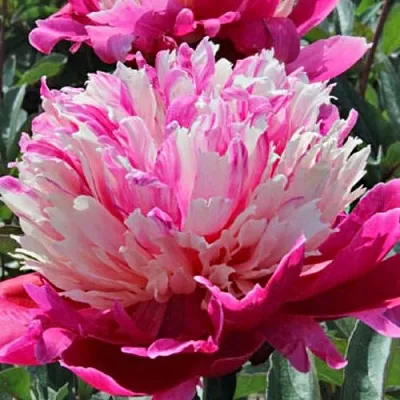 Пион ДЕЙДРИМ травянистый  Пион ДЕЙДРИМ травянистый в Самохваловичи