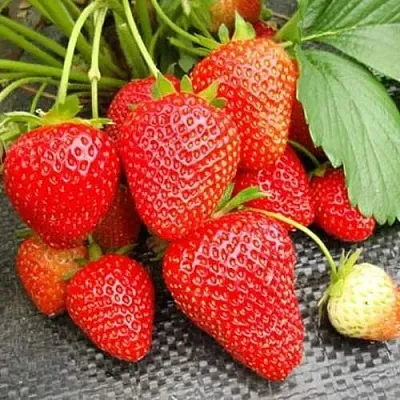 Клубника ВИМА РИНА ремонтантная  Клубника ВИМА РИНА ремонтантная в Самохваловичи