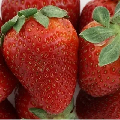 Клубника ФЛАМИНИЯ  Клубника ФЛАМИНИЯ в Самохваловичи