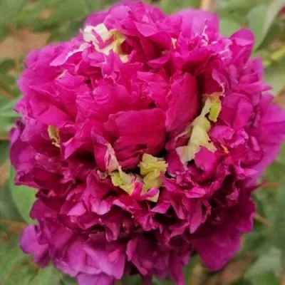 Пион ПОЛЕТ ЛАСТОЧКИ древовидный  Пион ПОЛЕТ ЛАСТОЧКИ древовидный в Самохваловичи