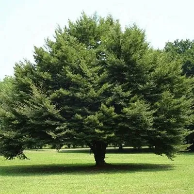 Бук обыкновенный  Бук обыкновенный в Самохваловичи