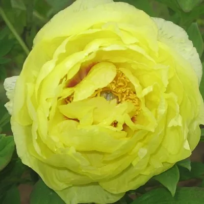 Пион ЗОЛОТО ПОДНЕБЕСНОЙ древовидный  Пион ЗОЛОТО ПОДНЕБЕСНОЙ древовидный в Самохваловичи