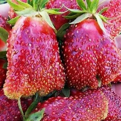 Клубника КУПЧИХА  Клубника КУПЧИХА в Самохваловичи