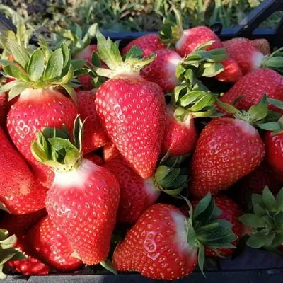 Клубника ЛЮЧИЯ  Клубника ЛЮЧИЯ в Самохваловичи