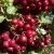 Рябина ГРАНАТНАЯ сладкоплодная в Самохваловичи