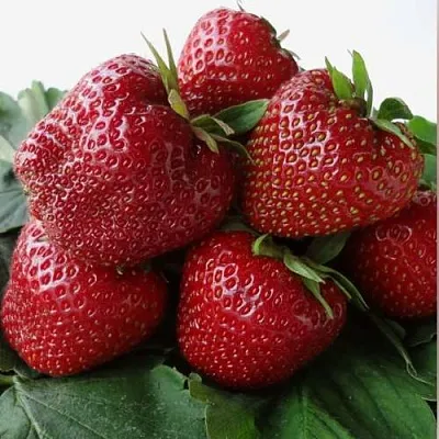 Клубника НАБИЛА  Клубника НАБИЛА в Самохваловичи