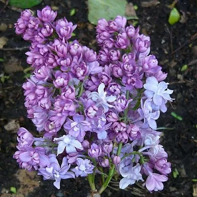 Сирень НАДЕЖДА  Сирень НАДЕЖДА в Самохваловичи