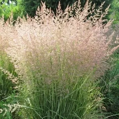 Вейник ОВЕРДАМ остроцветковый  Вейник ОВЕРДАМ остроцветковый в Самохваловичи